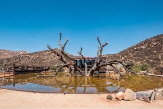 Restaurante Fauna, ganador del Miele One to Watch Award 2020