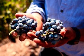 ¡Vuelven las Fiestas de la Vendimia a Baja California con enfoque sustentable!