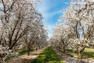 10 destinos para ver florecer árboles y plantas