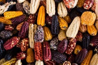 Gastronomía mexicana: a 10 años de su declaración como patrimonio