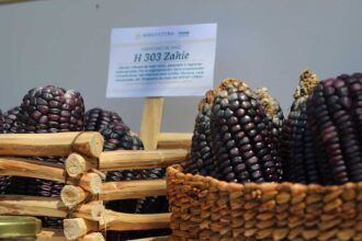 ¡No es maíz transgénico! El maíz híbrido nombrado en honor a la chef Zahie Téllez