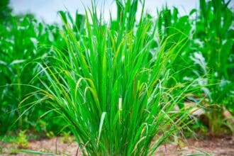 Hierba de limón reduce las emisiones de metano en el ganado vacuno