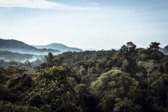 El furor del té en Malasia