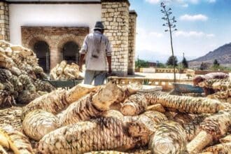 Festival Comali con sabor a Mezcal Oro de Oaxaca