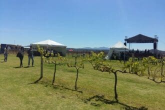 Festival 100 vinos mexicanos: al vino, vino