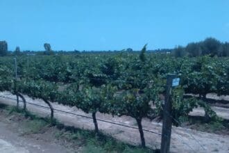Born to be wine: amor por el vino