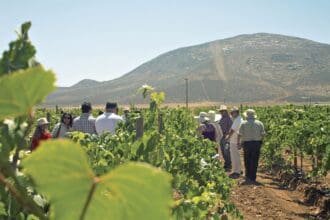Fiestas de la Vendimia en Baja California: celebrar la cosecha