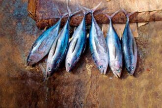 Ikejime, el método para comer pescados de mejor calidad