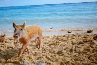 6 actividades imperdibles en islas Ábaco