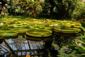 Jardines botánicos en CDMX para recibir la primavera