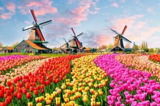 Campos de flores en el mundo