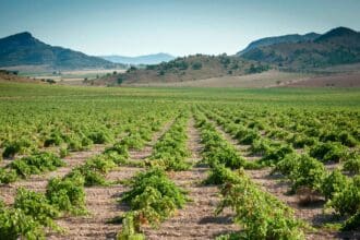 DOP Jumilla: vinos de tradición española