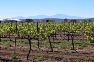 Celebra la vid en el Festival 100 Vinos Mexicanos