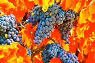 La Vendimia en Nuestra Tierra: fiesta al vino como ninguna otra