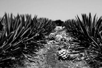 Mezcal Montelobos: espíritu sustentable