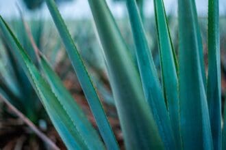 Variedades de maguey más usados para elaborar mezcal