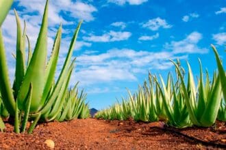 Maguey, el oro verde de los mexicanos