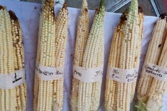 Maíz de Jala: el más grande del mundo