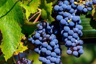 Malbec: símbolo de la viticultura argentina