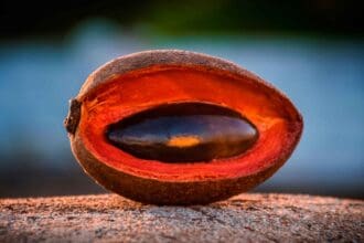Mamey, un fruto de temporada con grandes beneficios