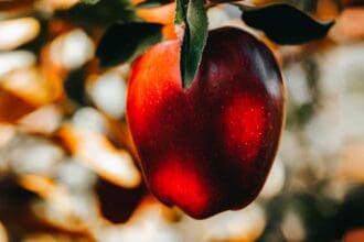 6 beneficios de comer manzanas