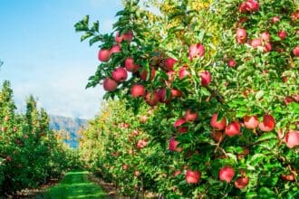 Manzanas de Washington celebra su 3ra Semana Internacional