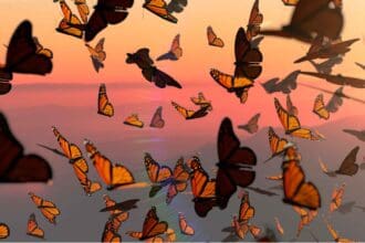 Prepárate para la temporada de Mariposa Monarca