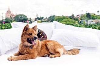 Menús y viajes para tus mascotas