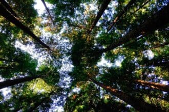 9 iniciativas en favor del medio ambiente que se lanzaron este 2023
