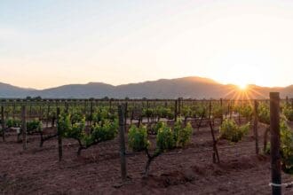 Conoce Gran Ricardo, uno de los grandes vinos mexicanos