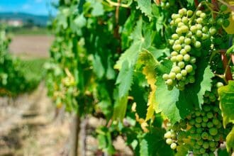 The American Express Business Class Webinar: mujeres sommeliers