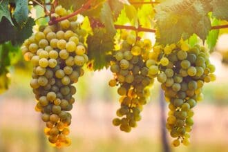 Así se vivió la Vendimia 2021 en Finca Sala Vivé
