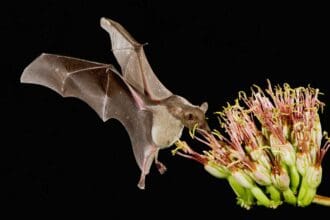 ¿Por qué es importante el murciélago para la alimentación?