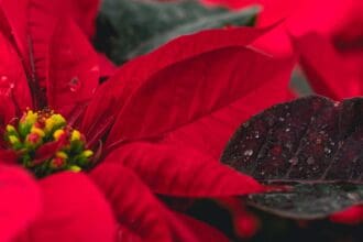 Plantas representativas de la Navidad
