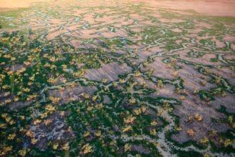 Conoce Obe Organic, la carne orgánica australiana