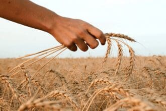 ¿Cuáles son los países con sistemas alimentarios sustentables?