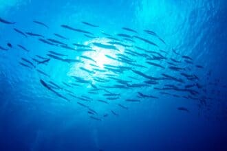 Amigos del Mar: a favor de la Pesca con Futuro