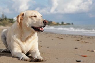 Destinos pet friendly para ir de vacaciones junto a tu mascota
