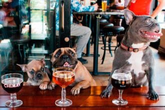 Lugares pet friendly en la Ciudad de México