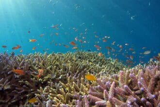 Día Mundial del Medio Ambiente: así puedes sembrar corales
