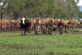 Así fue el GastroFest en Flor de Alfalfa, el paraíso de las vacas