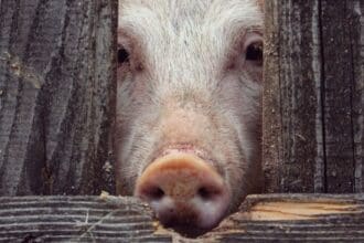 Ganadería industrial, enemiga del planeta: un reportaje de Igualdad Animal