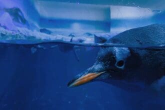 Conoce a Alex, el primer pingüino nacido en Ciudad de México