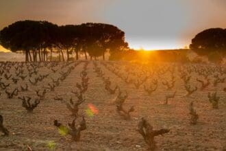 Segunda cata The Best of Ribera del Duero: llegó la hora