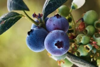Berries mexicanos: ricos, nutritivos y a tu alcance