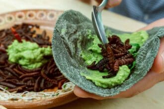 Insectos comestibles: tres manjares que debes probar