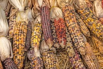 Conoce la nueva Ley de protección al Maíz Nativo