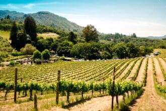 Descubre los vinos de la región del Maule en Chile