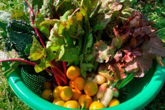 Lugares para comprar productos orgánicos en Ciudad de México
