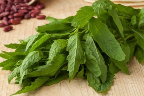 Plantas aromáticas que no pueden faltar en la cocina mexicana